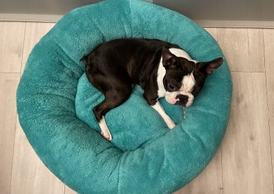 BAGEL kutyaágy L méret CosmopolitanPets