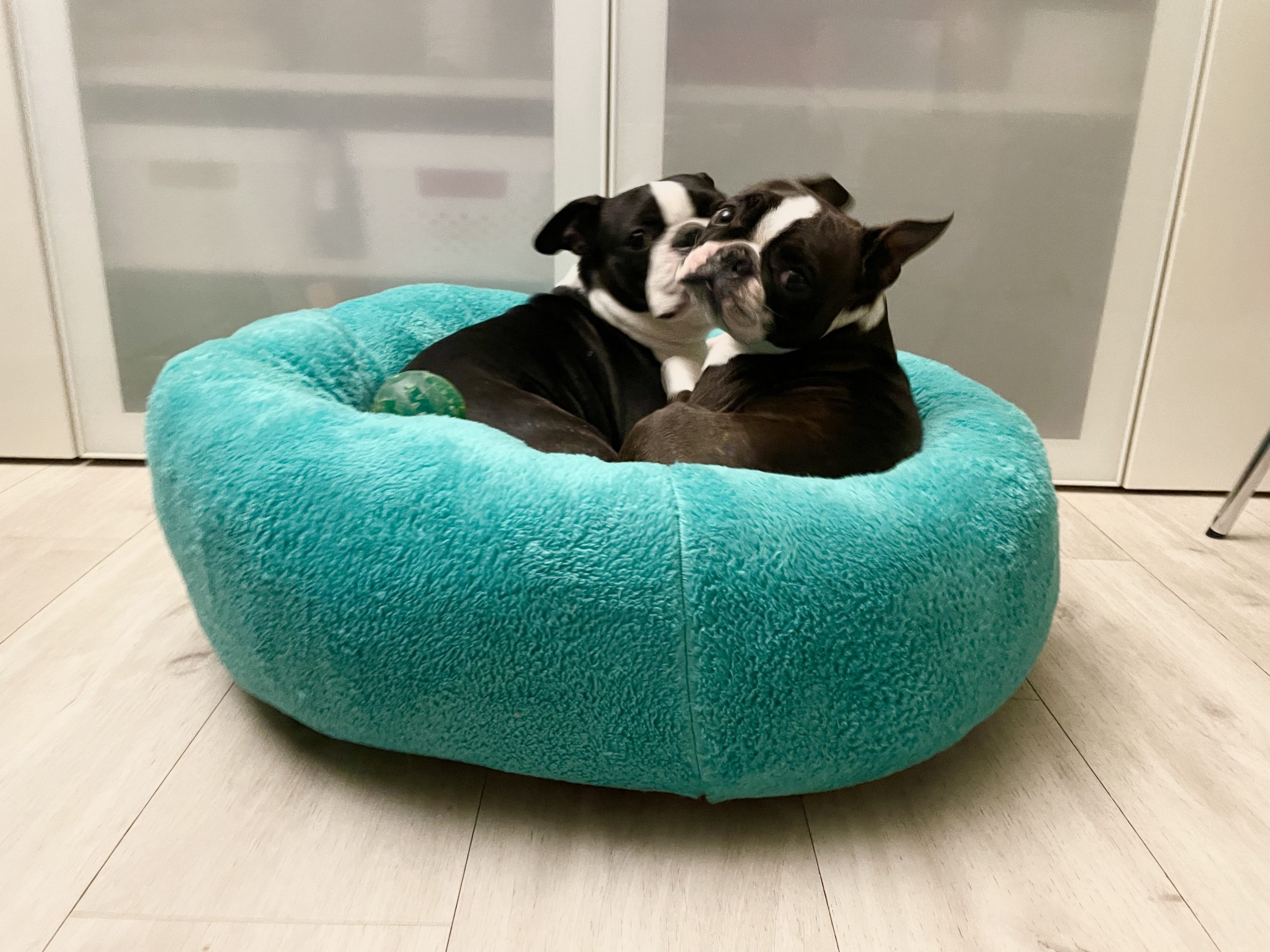 BAGEL_L_meret_cosmopolitanpets