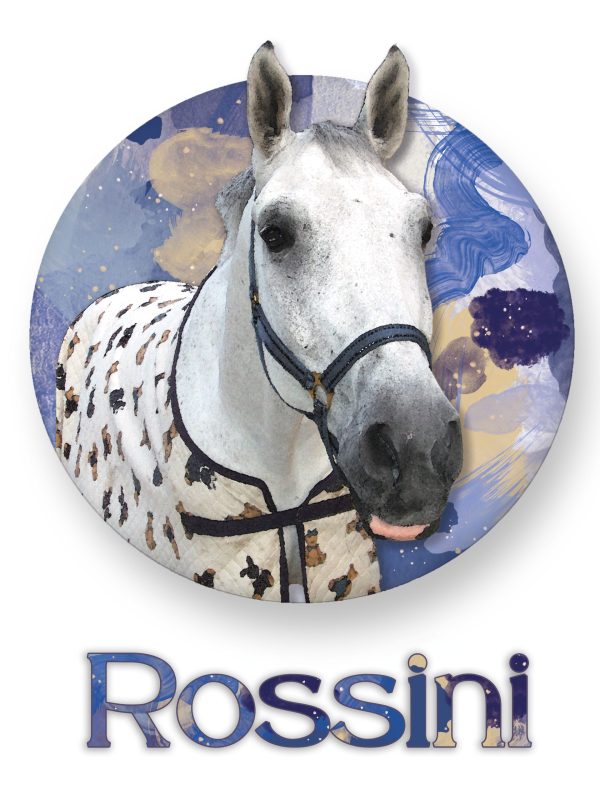 Kutya, kis- és nagyállat portré készítés CosmopolitanPets