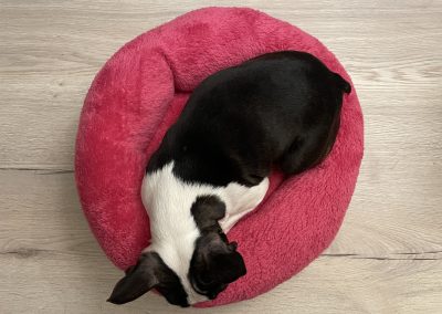 BAGEL kutyaágy S méret CosmopolitanPets