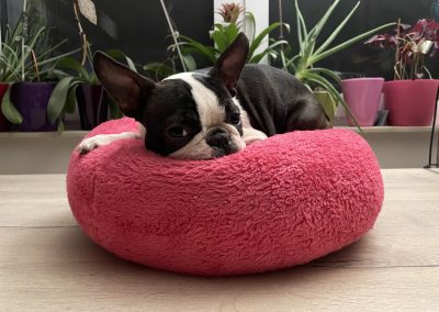 BAGEL kutyaágy S méret CosmopolitanPets