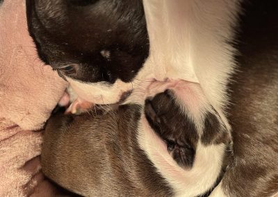 tenyésztői termék termékek hurka CosmopolitanPets swimmer puppy syndrome szindróma megelőzésére használható eszköz