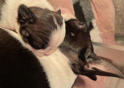 tenyésztői termék termékek hurka CosmopolitanPets swimmer puppy syndrome szindróma megelőzésére használható eszköz