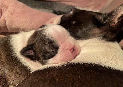 tenyésztői termék termékek hurka CosmopolitanPets swimmer puppy syndrome szindróma megelőzésére használható eszköz