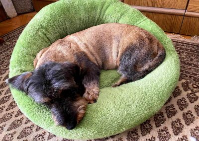 BAGEL kutyaágy L méret CosmopolitanPets