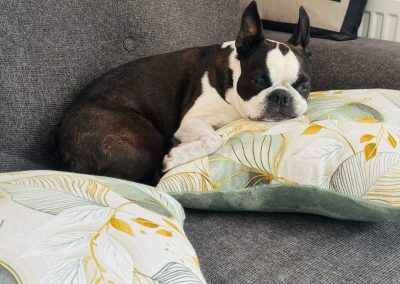 classic modell kutyaágy fekhely cosmopolitanpets