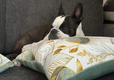 classic modell kutyaágy fekhely cosmopolitanpets