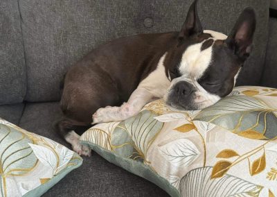 classic modell kutyaágy fekhely cosmopolitanpets