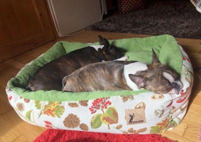 classic modell kutyaágy fekhely cosmopolitanpets