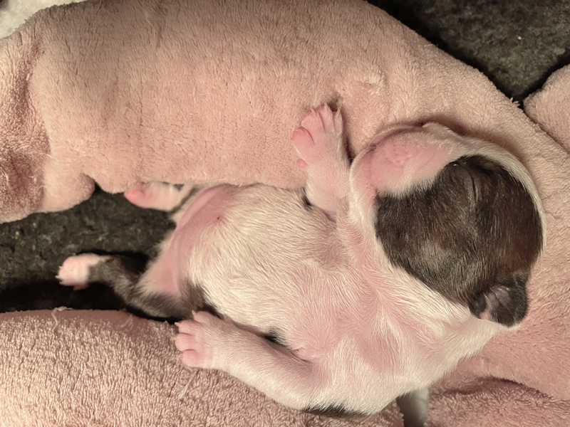 hurka tenyésztői termék termékek hurka CosmopolitanPets swimmer puppy syndrome szindróma megelőzésére használható eszköz