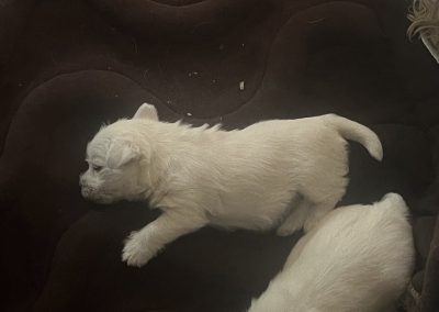 3dPuppyPad cosmopolitanpets alom alátét swimmer puppy syndroma szindróma megelőzés megelőzésére kutyatenyésztő tenyésztő tenyésztőknek négy hullámos