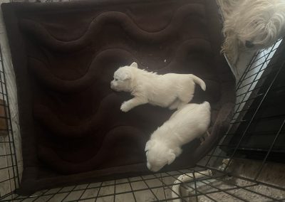 3dPuppyPad cosmopolitanpets alom alátét swimmer puppy syndroma szindróma megelőzés megelőzésére kutyatenyésztő tenyésztő tenyésztőknek négy hullámos