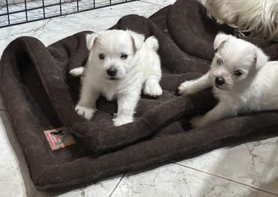 3dPuppyPad cosmopolitanpets alom alátét swimmer puppy syndroma szindróma megelőzés megelőzésére kutyatenyésztő tenyésztő tenyésztőknek négy hullámos