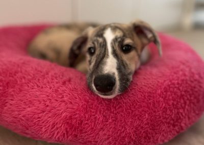 BAGEl kutyaágy S méret cosmopolitanPets