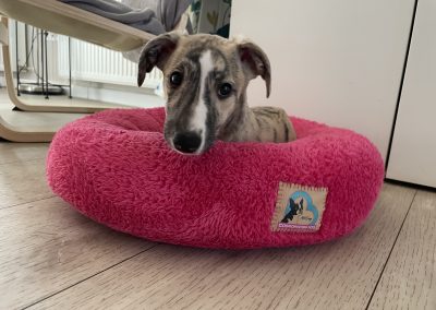 BAGEl kutyaágy S méret cosmopolitanPets