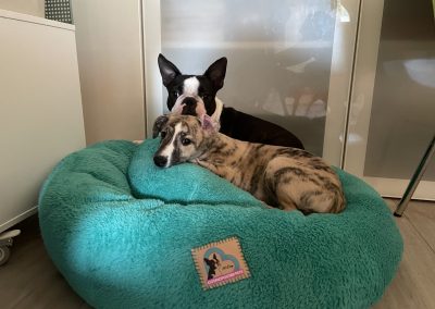 CosmopolitanPets kutyaágy BAGEL modell L méret fekhely