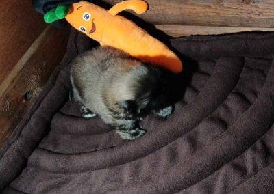 3dPuppyPad cosmopolitanpets alom alátét swimmer puppy syndroma szindróma megelőzés megelőzésére kutyatenyésztő tenyésztő tenyésztőknek napocska