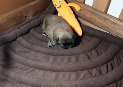 3dPuppyPad cosmopolitanpets alom alátét swimmer puppy syndroma szindróma megelőzés megelőzésére kutyatenyésztő tenyésztő tenyésztőknek napocska