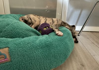 CosmopolitanPets kutyaágy BAGEL modell L méret fekhely