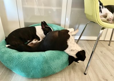 CosmopolitanPets kutyaágy BAGEL modell L méret fekhely