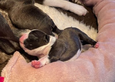tenyésztői termék termékek hurka CosmopolitanPets swimmer puppy syndrome szindróma megelőzésére használható eszköz