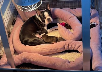 tenyésztői termék termékek hurka CosmopolitanPets swimmer puppy syndrome szindróma megelőzésére használható eszköz