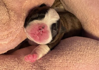 tenyésztői termék termékek hurka CosmopolitanPets swimmer puppy syndrome szindróma megelőzésére használható eszköz