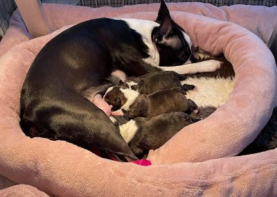 tenyésztői termék termékek hurka CosmopolitanPets swimmer puppy syndrome szindróma megelőzésére használható eszköz