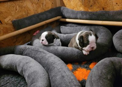 tenyésztői termék termékek hurka CosmopolitanPets swimmer puppy syndrome szindróma megelőzésére használható eszköz