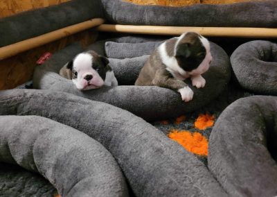 tenyésztői termék termékek hurka CosmopolitanPets swimmer puppy syndrome szindróma megelőzésére használható eszköz