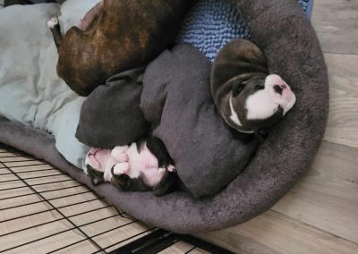 tenyésztői termék termékek hurka CosmopolitanPets swimmer puppy syndrome szindróma megelőzésére használható eszköz