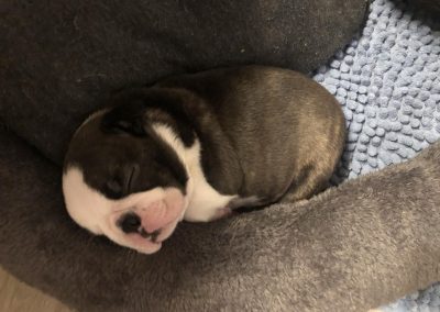 tenyésztői termék termékek hurka CosmopolitanPets swimmer puppy syndrome szindróma megelőzésére használható eszköz