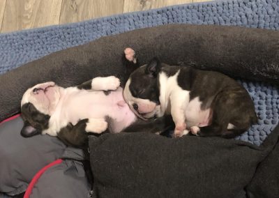 tenyésztői termék termékek hurka CosmopolitanPets swimmer puppy syndrome szindróma megelőzésére használható eszköz