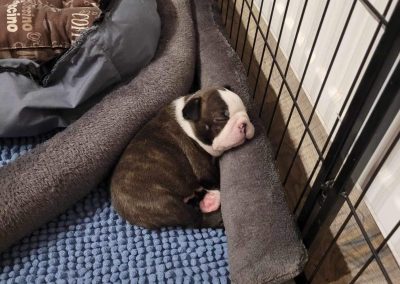 tenyésztői termék termékek hurka CosmopolitanPets swimmer puppy syndrome szindróma megelőzésére használható eszköz